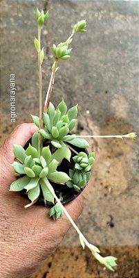 Graptopetalum macdougallii