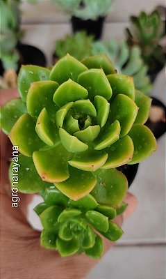 Sedeveria Letizia - pote 6