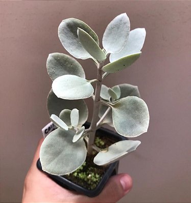 Kalanchoe Bracteata (colher de prata)