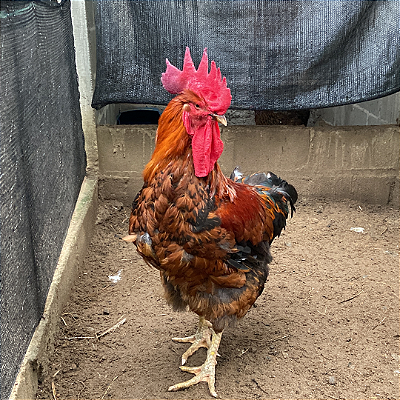 OPORTUNIDADE - OVOS FÉRTEIS - GALINHAS SERTANEJA BALÃO- 12 OVOS