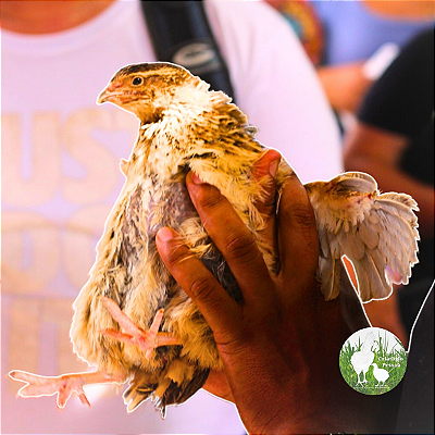 PROMOÇÃO - KIT 250 OVOS FÉRTEIS - CORES MISTAS - CODORNA GIGANTE