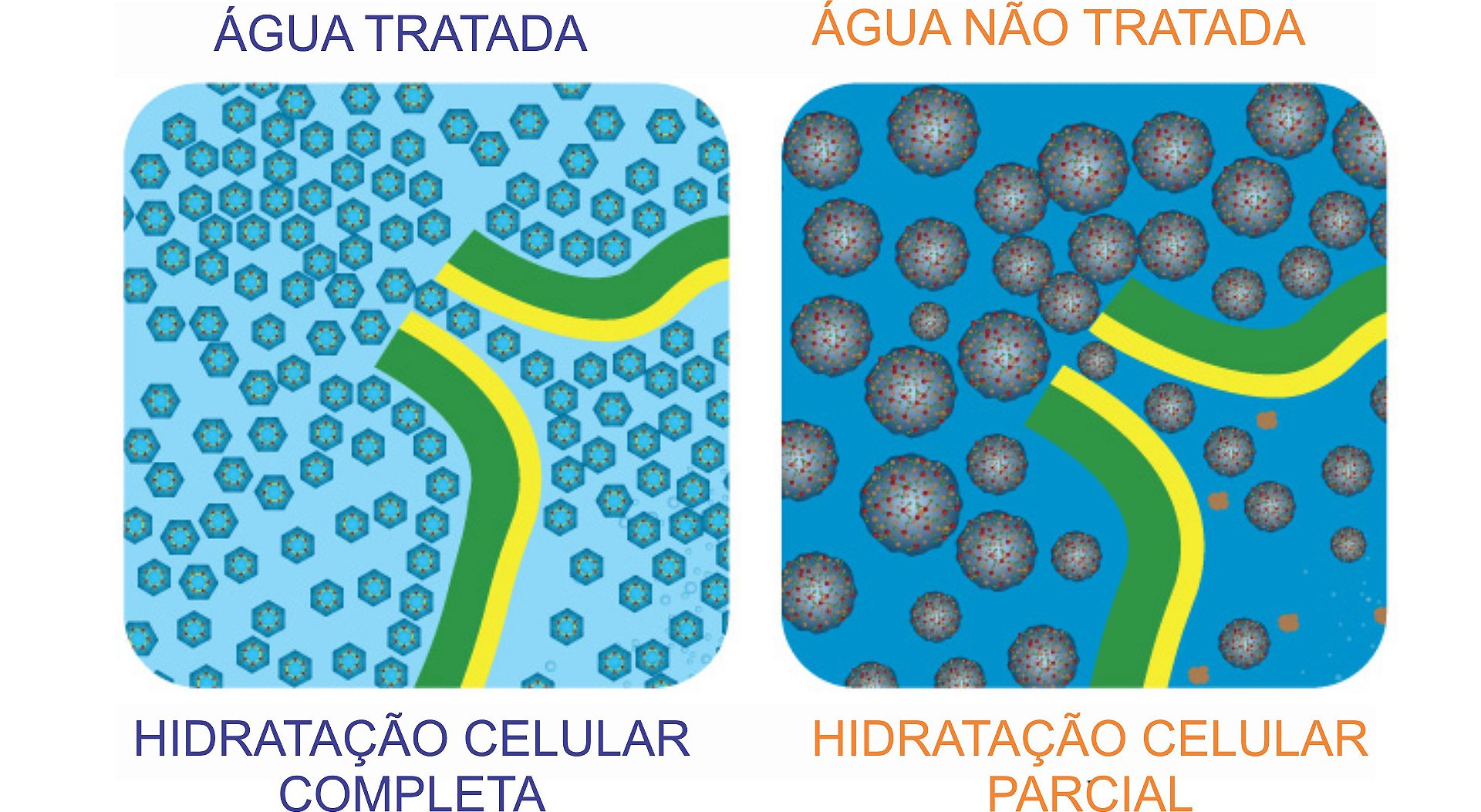 HIDRATAÇÃO CELULAR