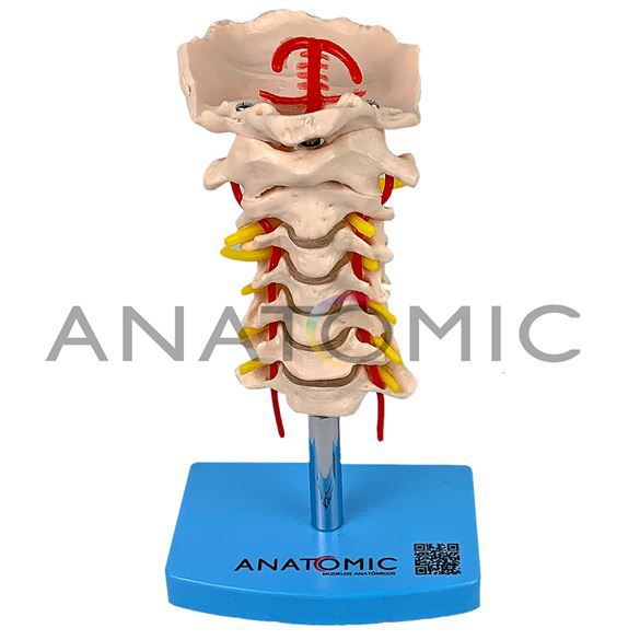 Modelo Coluna Vertebral Cervical TGD-0142 - Cirúrgica Amorim - Produtos  médicos