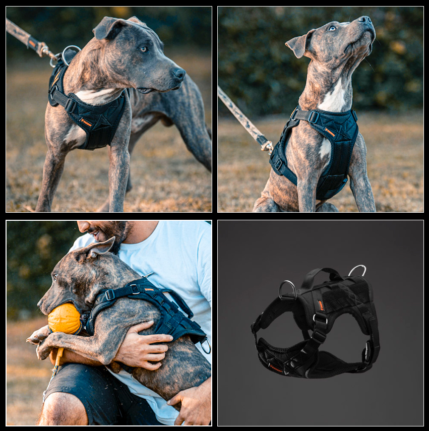 Peitoral BANDOG - BANDOG - Coleiras e equipamentos para cães