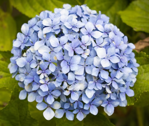 Kit 150 Muda Hortência (Hydrangea macrophylla)-Dancruz - Dancruz
