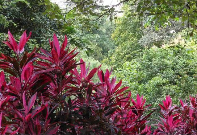 Muda Dracena Vermelha cordyline rubra-Dancruz - Dancruz Plantas