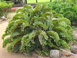 Muda Zamia Furfuracea Novidade - Para Sombra - Dancruz Plantas