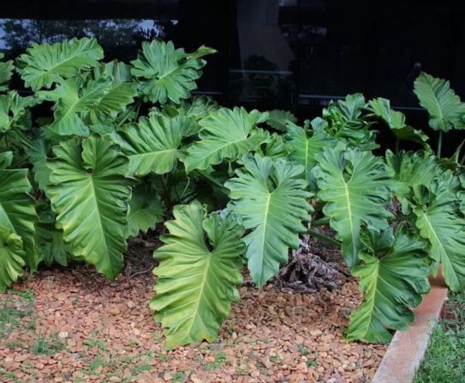 Muda Filodendro ondulado  Philodendron undulatum-Dancruz Plantas - Dancruz  Plantas