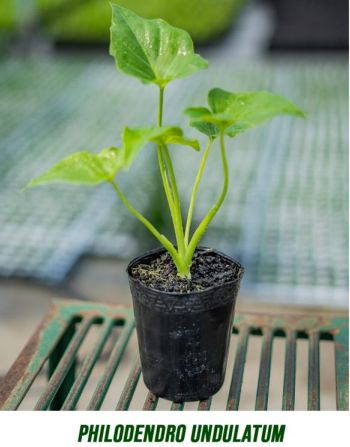 Muda Filodendro ondulado  Philodendron undulatum-Dancruz Plantas - Dancruz  Plantas