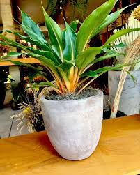 pots for spider plants Air-Purifying Spider Plant 'Reverse'