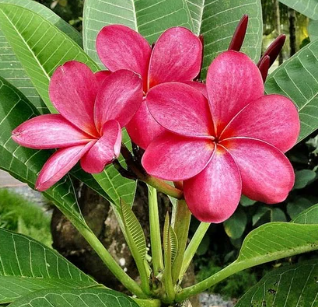 Muda Jasmim Manga - Plumeria Rubra-Dancruz - Dancruz Plantas