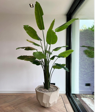 Muda De Strelitzia Nicolai Flor Branca - Dancruz Plantas