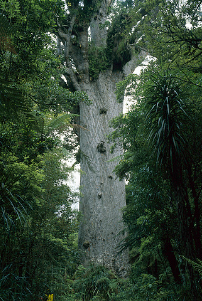 Milk‐tree♡ Muda Árvore Kauri - Agathis Australis da Nova Zelândia Raríssima