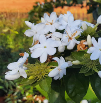 Muda de Jasmim da China Clonada Ja Florece-Dancruz - Dancruz Plantas