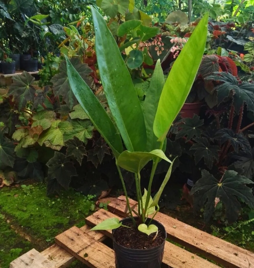 Muda de Anthurium coriaceum-Dancruz - Dancruz Plantas