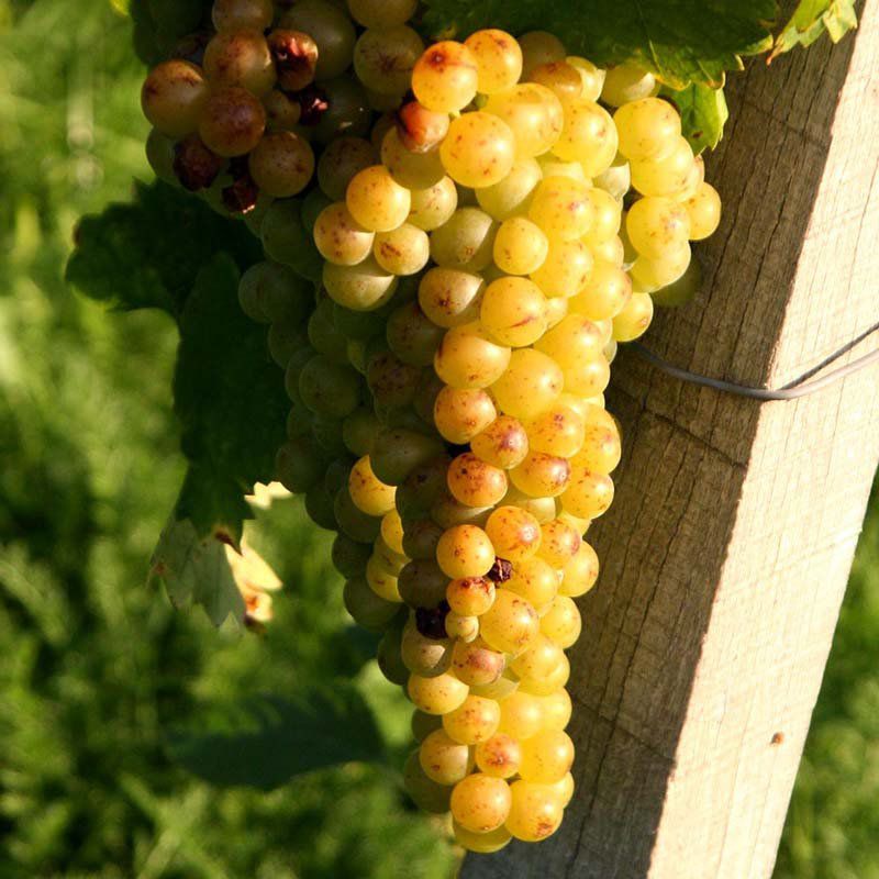 Muda de Uva Moscato Branca para Vinhos- Enxertada - Dancruz Plantas