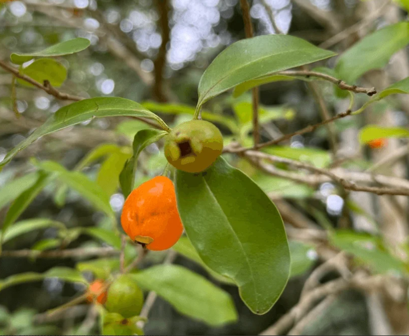 Muda de Laranjinha-do-Mato (Eugenia speciosa)Dancruz - Dancruz Plantas