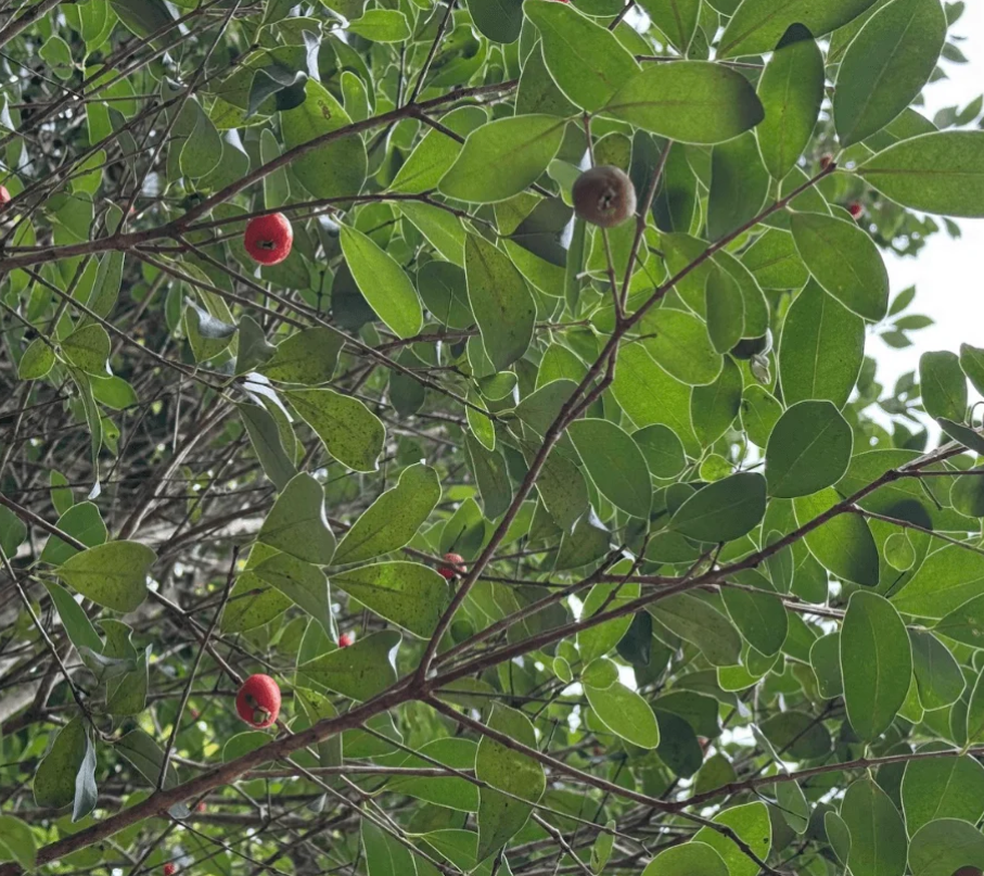 Muda de Laranjinha-do-Mato (Eugenia speciosa)Dancruz - Dancruz Plantas