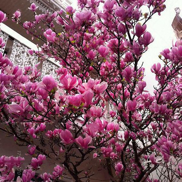 comprar muda Magnólia (Magnolia liliflora) - Dancruz Plantas
