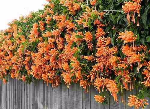 Mudas Cipó De São João Flor Laranja-Dancruz Plantas - Dancruz Plantas