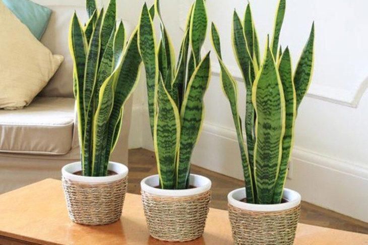 MUDA ESPADA DE SÃO JORGE (Sansevieria Trifasciata) - Dancruz Plantas