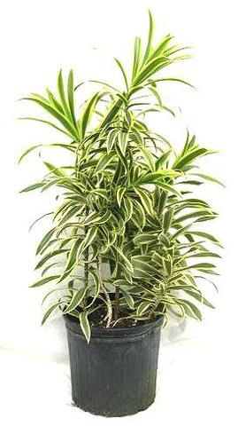 Muda De Dracena Pleomele Variegata,muda para jardim,muda para vaso,m -  Dancruz Plantas
