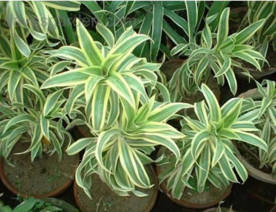 Muda De Dracena Pleomele Variegata,muda para jardim,muda para vaso,m -  Dancruz Plantas