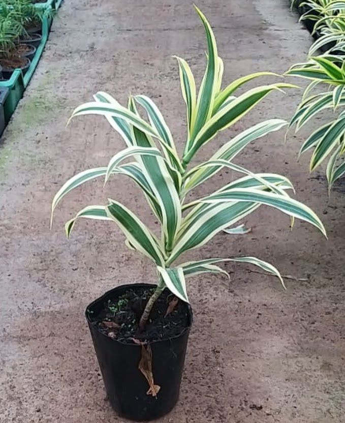 cowboy kaktus kaufen Mature Cowboy Cactus 150cm