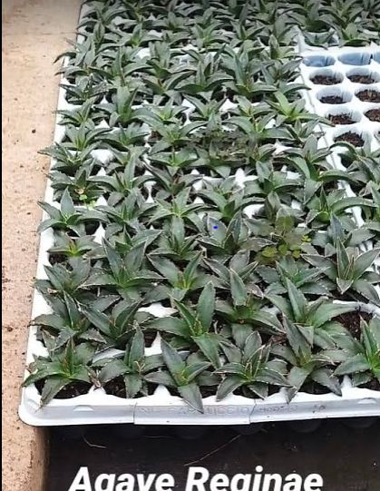 Muda De Agave Regina Agave Victoria Reginae Rainha Vitoria,muda