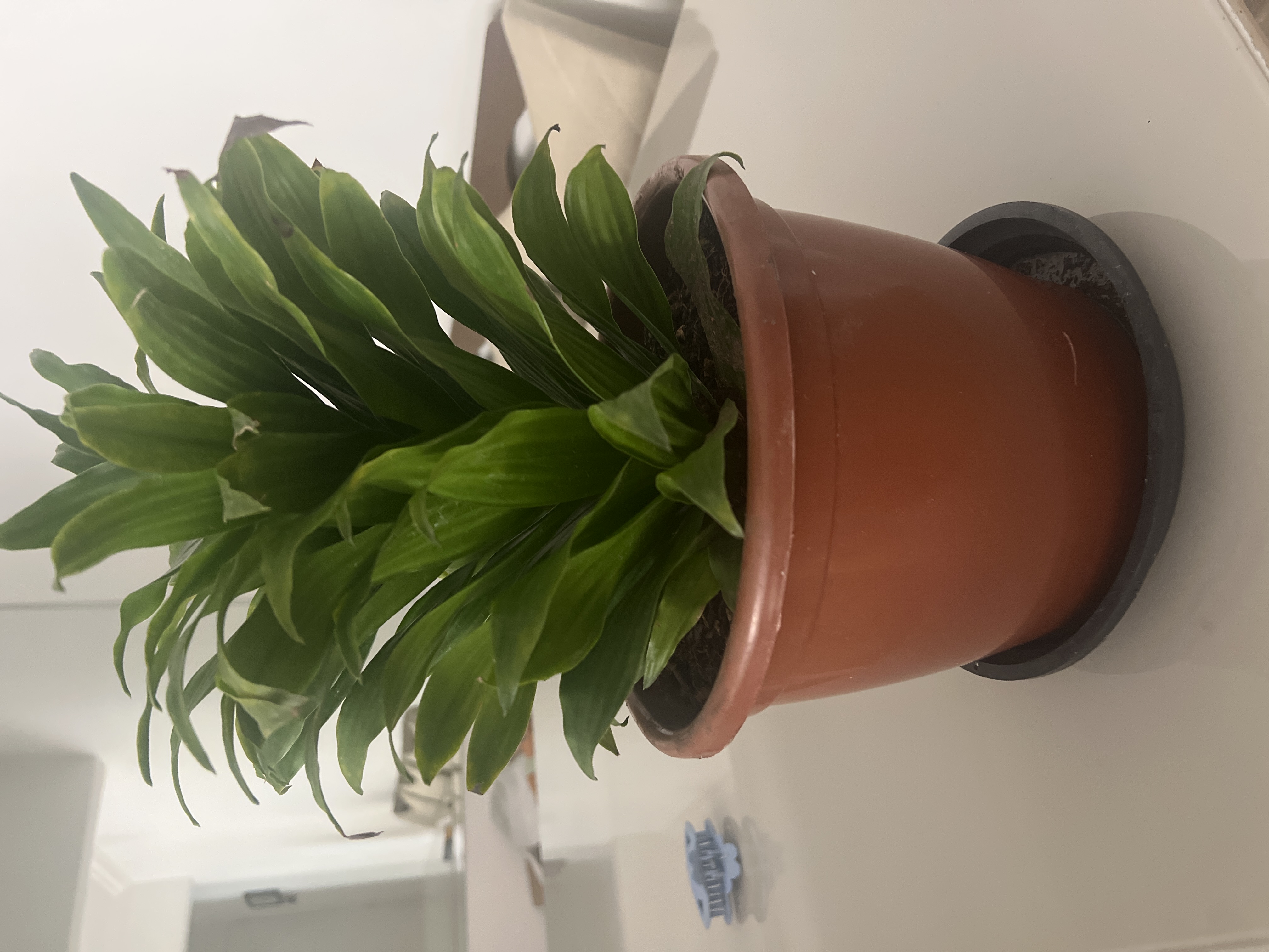 fargesia scabrida asian wonder pflege Horstbambus 'Asian Wonder'