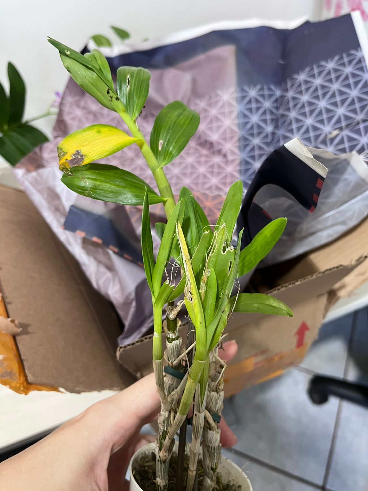 Orquídea Dendrobium Stardust 