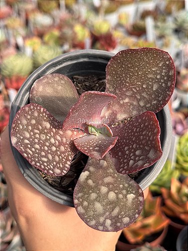 Echeveria party dress - Jardim da Mari Suculentas