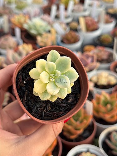Sedum sieboldii variegata - Jardim da Mari Suculentas