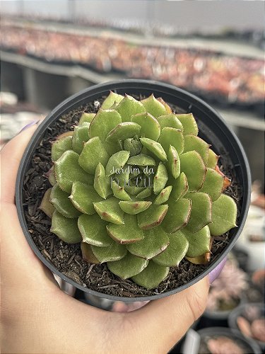 Echeveria linda jean - Jardim da Mari Suculentas