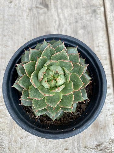 produto ls080 echeveria parva x lindsayana muda pequena - Página