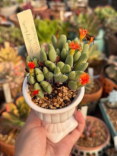 Conophytum - Jardim da Mari Suculentas