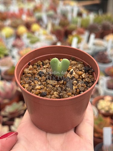 Conophytum - Jardim da Mari Suculentas
