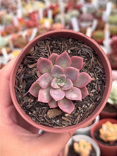 Echeveria copahue - Jardim da Mari Suculentas