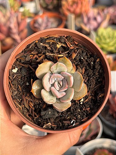 Echeveria perle von nurnberg - Jardim da Mari Suculentas