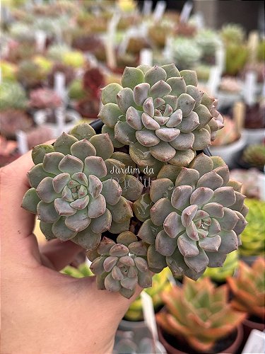 Echeveria perle von nurnberg - Jardim da Mari Suculentas