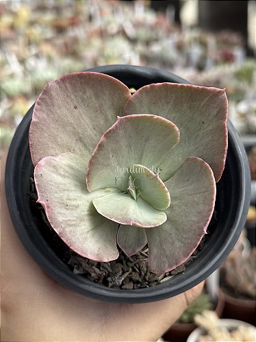echeveria Aged Denim Pants01 サイズ3 Echeveria ice age variegata M - Jardim da Mari Suculentas