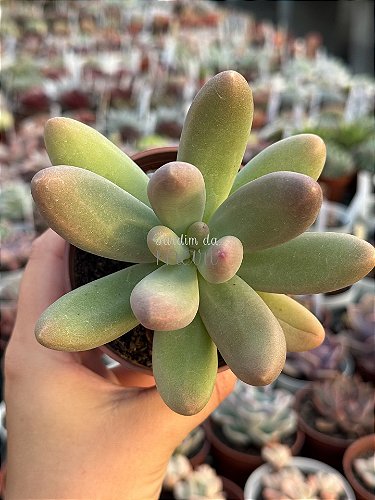 Pachyphytum hookeri - Jardim da Mari Suculentas