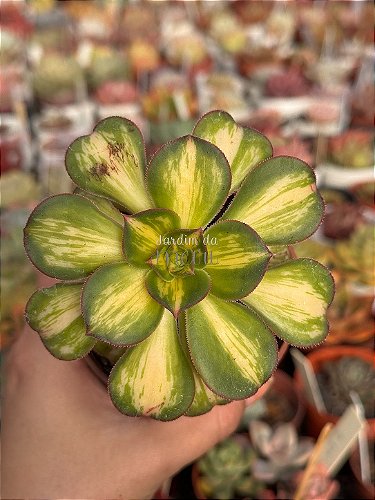 Aeonium híbrido de Lemon lime (semente) - Jardim da Mari Suculentas