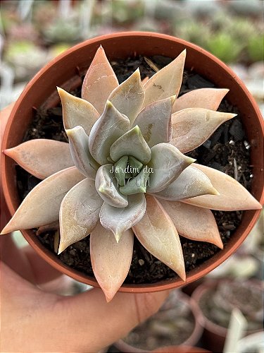 Pachyveria zooney - Jardim da Mari Suculentas