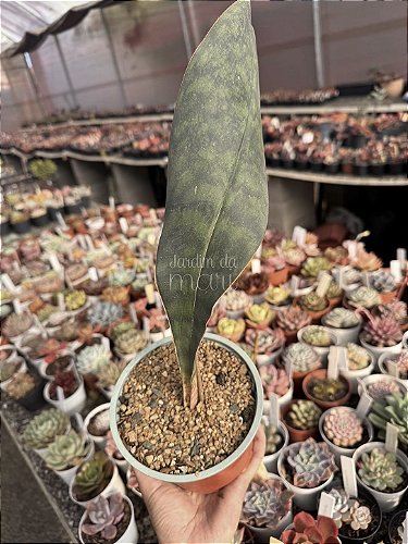 Sansevieria trifasciata - Jardim da Mari Suculentas