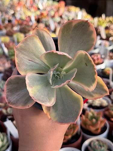 Echeveria ice age variegata M - Jardim da Mari Suculentas