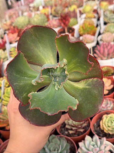 Echeveria hakuhou variegata (sem raiz) - Jardim da Mari Suculentas