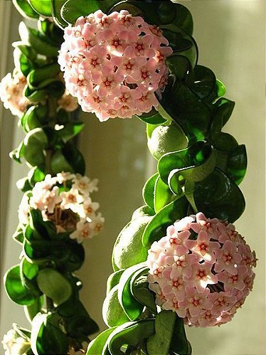 Hoya Krimson Queen - Orquidario em Mogi Mirim/SP - As mais lindas