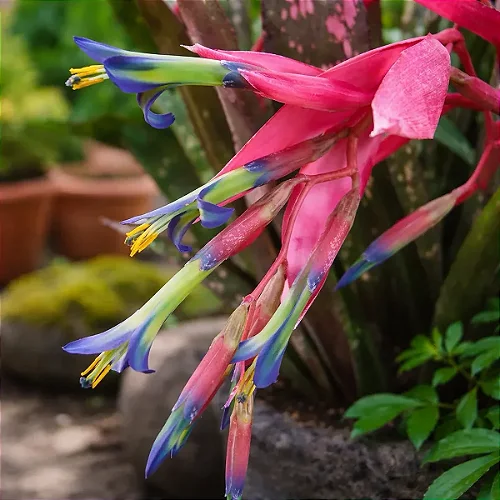 Bromélia Billbergia Amoena - Orquidario em Mogi Mirim/SP - As mais