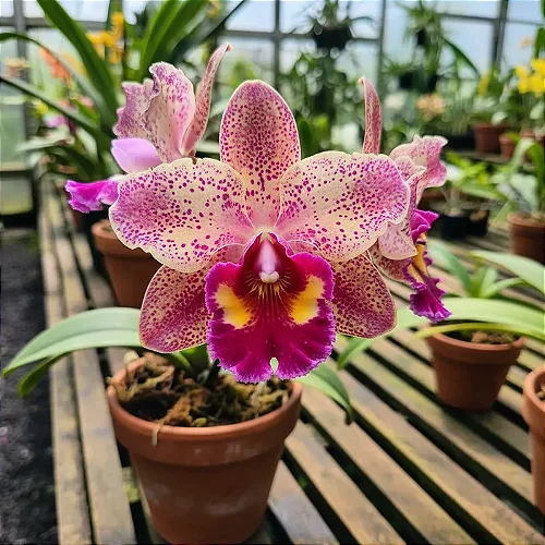 Orquídea Cattleya BLC Christine Sabolsky x Wenzel | Orquidário